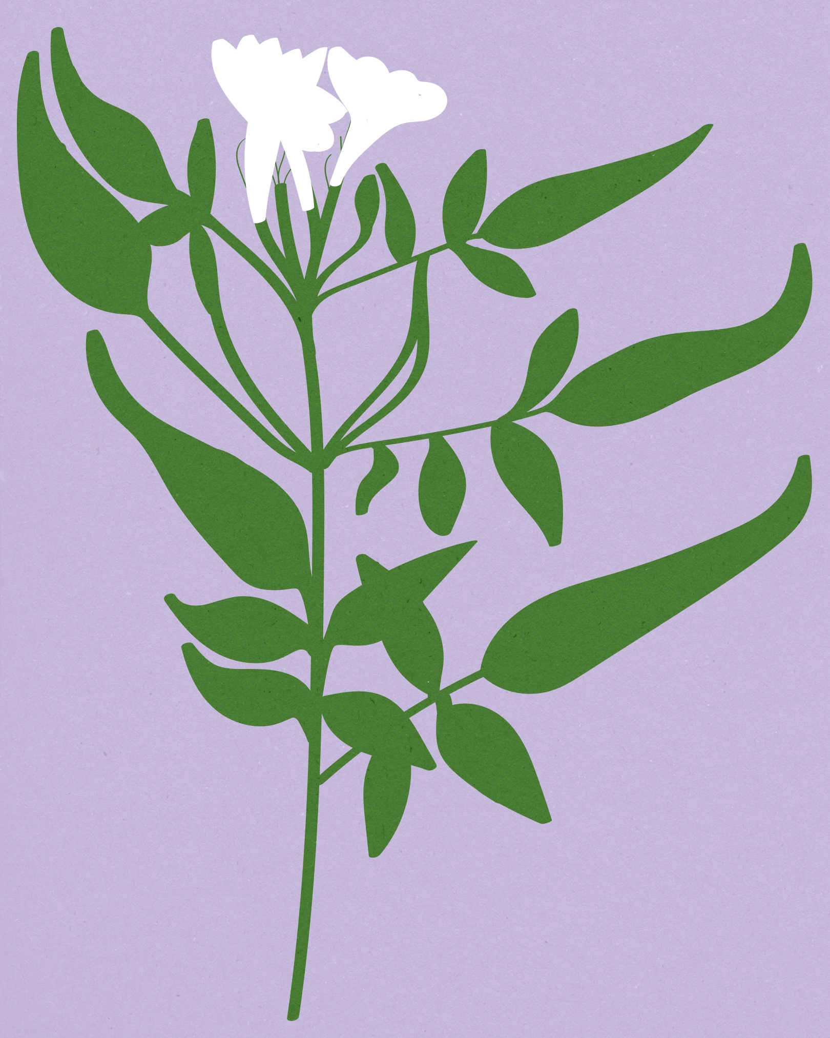 Siblings botanical illustration: jasmine branch with white flowers and green leaves on lavender background